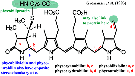 phycobilins