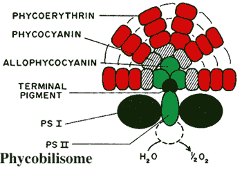 phycobilisome
