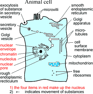 Animal cell