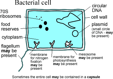 Bacterial cell