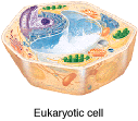 the Eukaryotic cell