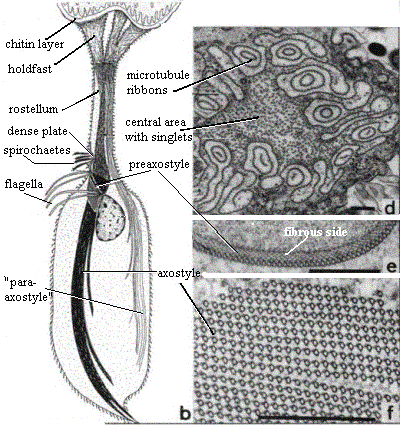 Oxymonas