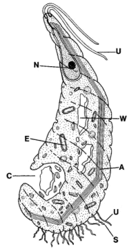 Pyrsonympha vertens