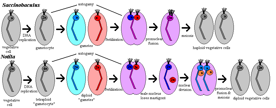 Saccinobaculid reproductive cycles after Cleveland (1956)