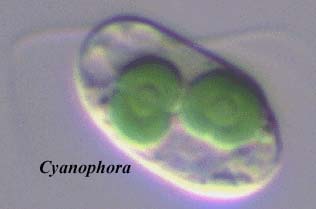 Cyanophora