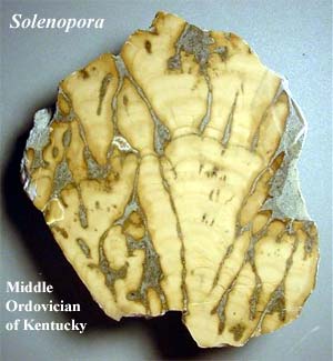 Solenopora