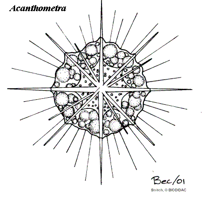 Acanthometra (BIODIDAC)