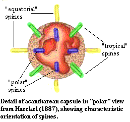 Acantharean spine orientation