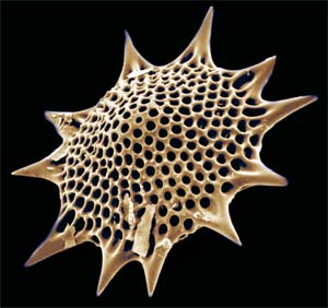 Unidentified radiolarian