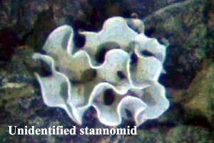 Stannomid