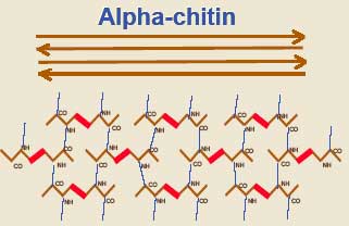 Alpha Chitin