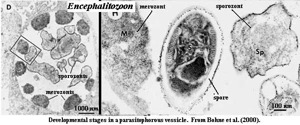 Encephalitozoon developmental stages