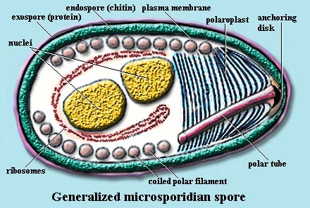 Generalized microsporidian spore