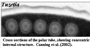 Tuzetia polar tube cross-sections
