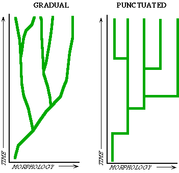 Gradual and Punctuated evolution - diagram by Paul Olsen