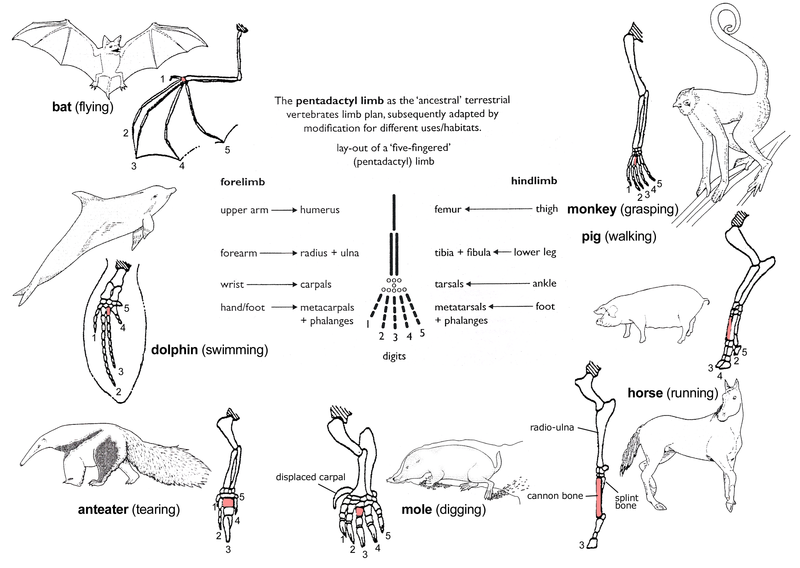 The principle of homology - diagram from Wikimedia