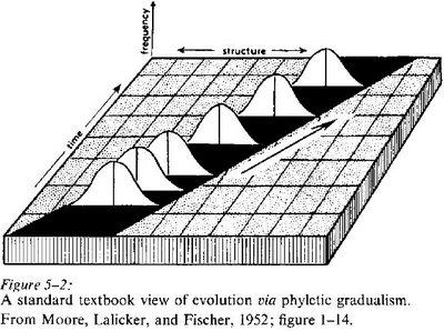 Phyletic gradualism, according to Moore, Lalicker, & Fischer