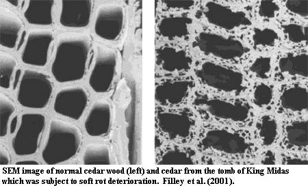 Soft rot Filley et al. (2001)