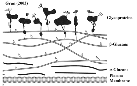 Generalized funbgal cell wall. Ingrid (2002).