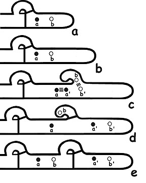 Clamp connection