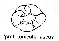 Prototunicate ascus