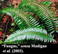 Fungus, sensu Madigan et al. (2003)
