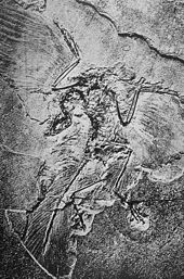 1880 photo of the Berlin Archaeopteryx specimen - Wikipedia