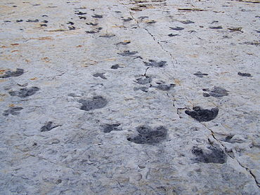 Dinosaur footprints, preserved at Dinosaur Ridge, Morrison Formation (late Jurassic), Colorado