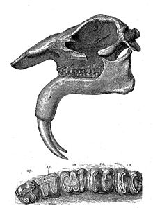 Head and teeth of Deinotherium giganteum