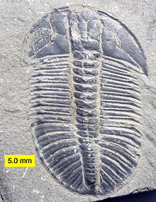Olenoides erratus, a Cambrian trilobite