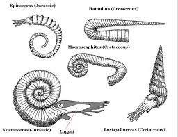 various ammonites