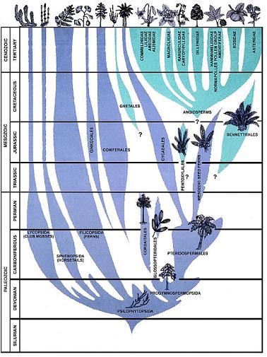 Evolution of Plants