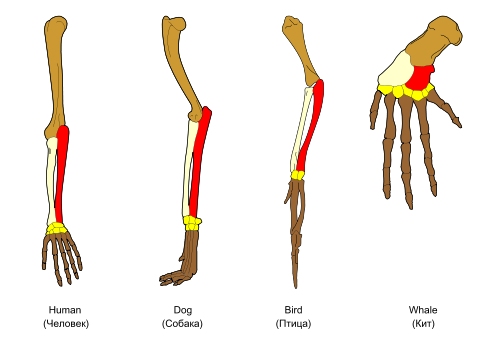 Homology in the forelimbs of a human, dog, bird, and whale