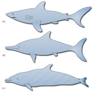 shark, ichthyosaur and dolphin, an example of homoplasy