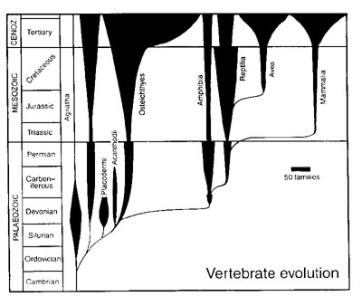 Spindle diagram - evolution of the Vertebrates