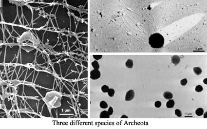 Three species of Archeota