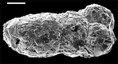 Bulbobaculites, a Barremian foraminiferan