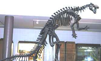 Camptosaurus