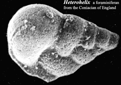 Heterohelix