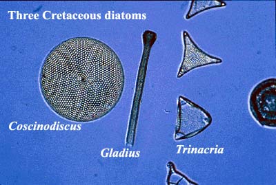 3 Cretaceous diatoms