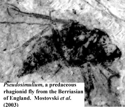 Pseudosimilium. Mostovski et al. (2003)