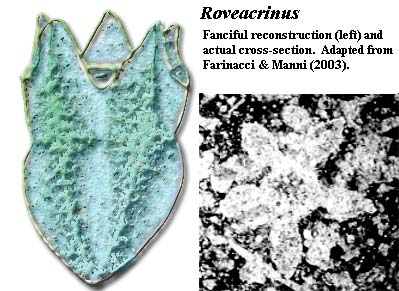 Roveacrinus