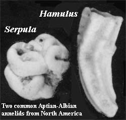 Serpula & Hamulus: two common annelids