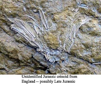 Unidentified crinoid