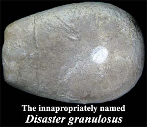 Disaster granulosus