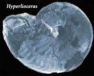 Hyperlioceras