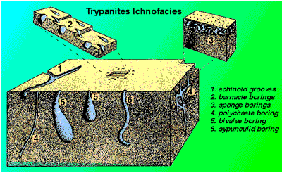 Trypanites