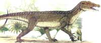 Protosuchus