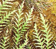 triassic conifers