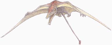 Eudimorphodon